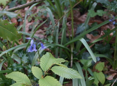 N-VA Avelgem wenst een vrolijk Pasen