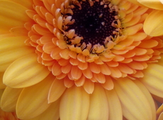 N-VA Avelgem - Moederdag