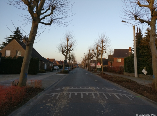 Vellen van bomen in versch. wijken van Avelgem Vellen bomen wijken Avelgem