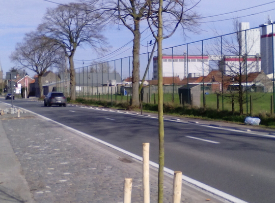 Aanplanten bomen N8 Aanplanten bomen N8