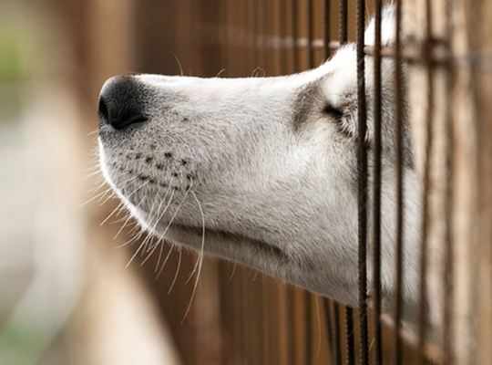 N-VA Avelgem - Dierenwelzijn  N-VA Avelgem - Dierenwelzijn